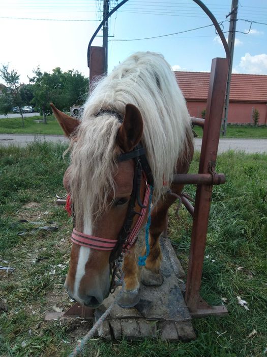 Caii buni de vânzare