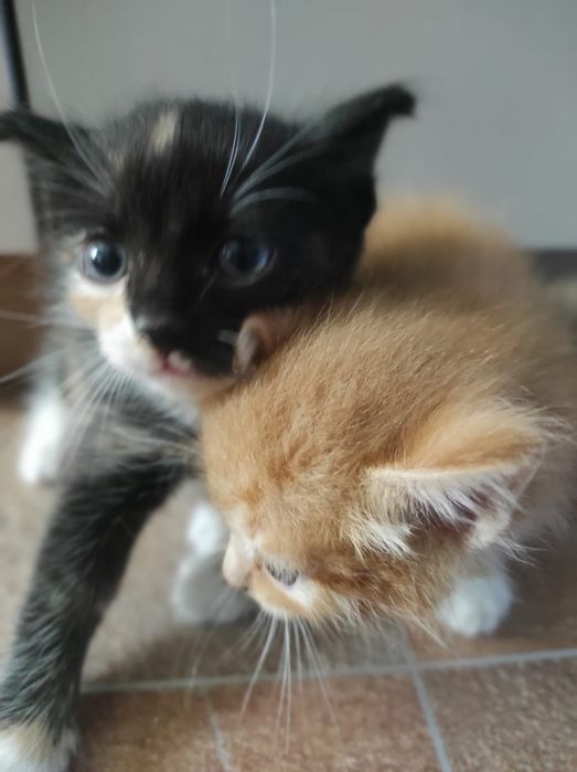 Отдам домашних котят в добрые руки