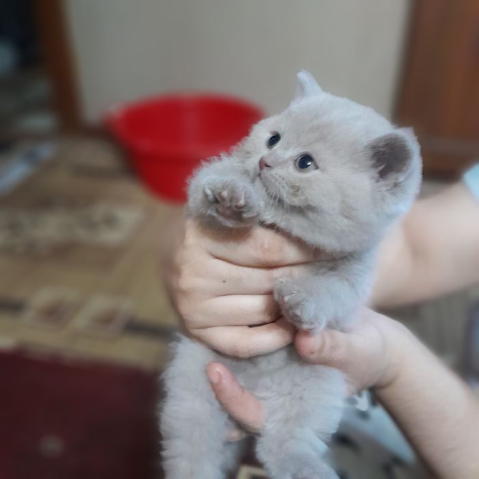 Sotiladi skotish fold