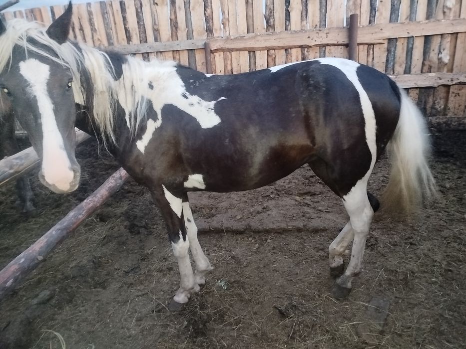 Продаются лошади