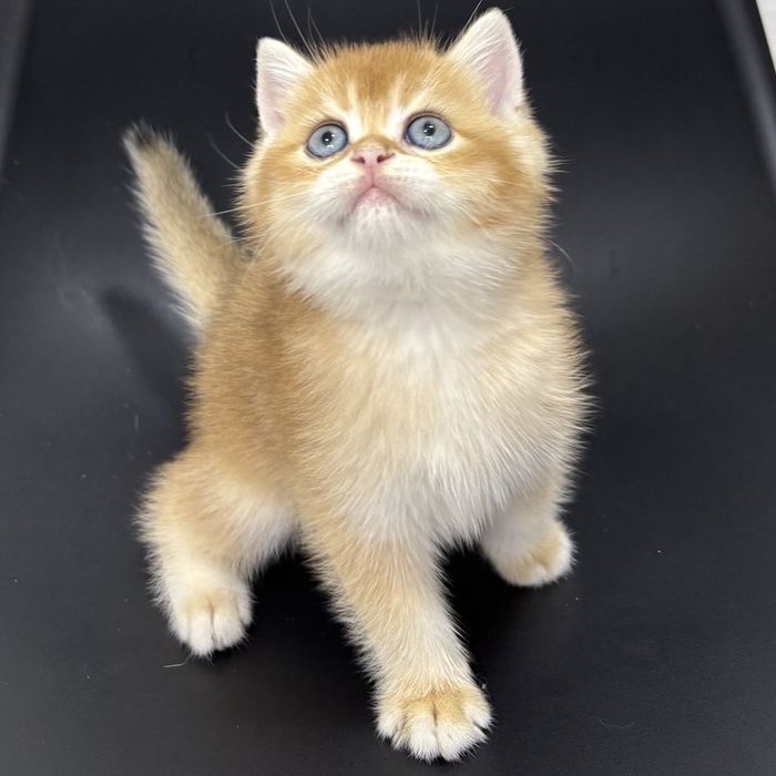Котята Золотая Шиншилла