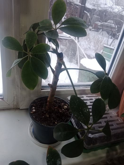 Обмен домашними цветами.