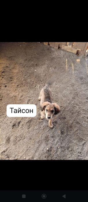 Отдам щенков в добрые руки