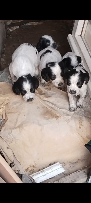 Щенки русский спаниель