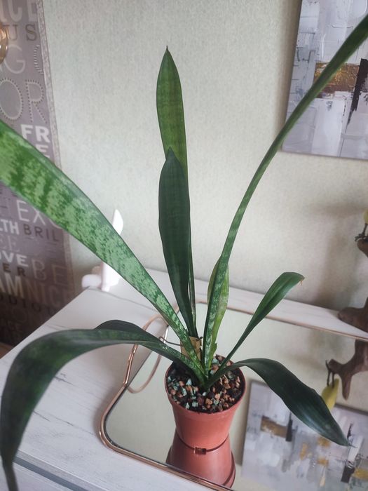 Продам молодой хлорофитум, сансивьерию
