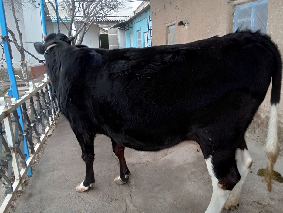 Boʻgʻoz sigir sotiladi