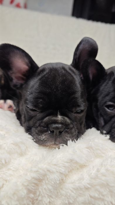 Щенки французского бульдога