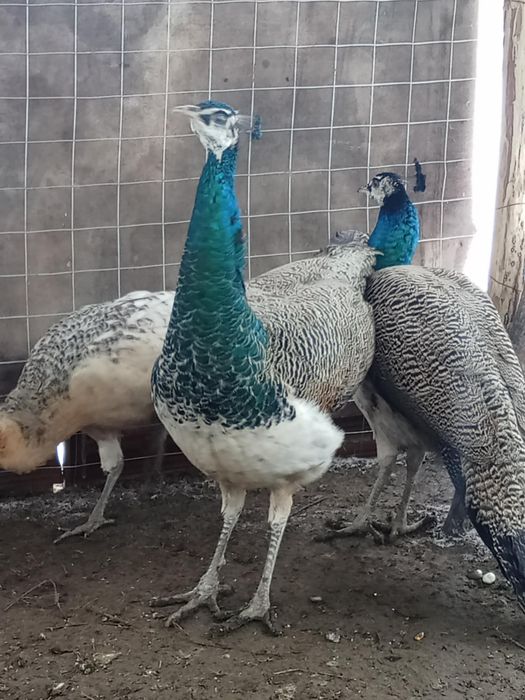 Paun standard schimb sau vand