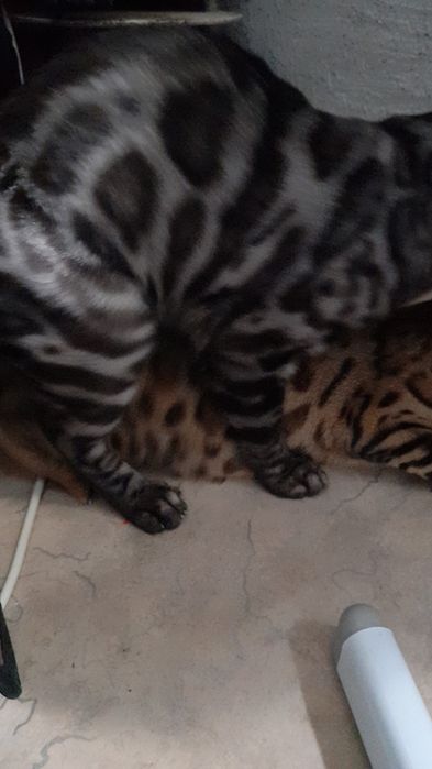 Бенгальский кот ищет кошек на вязку