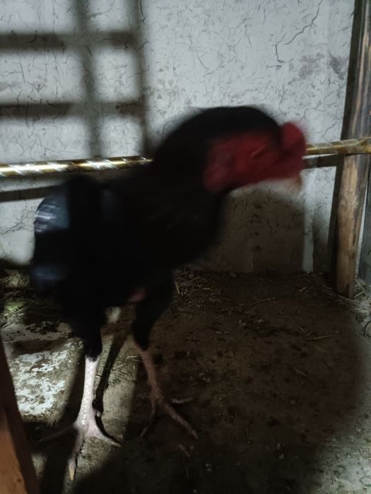 dakan xoʻroz sotiladi yo barter