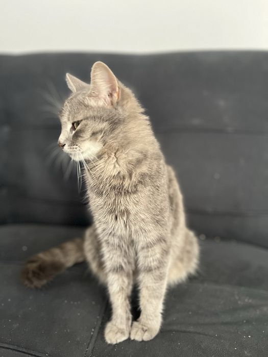 отдам кошку в хорошие руки