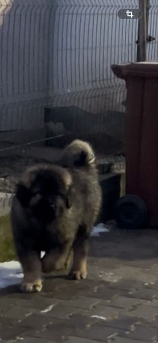 Pui ciobanesc caucazian cu pedigree