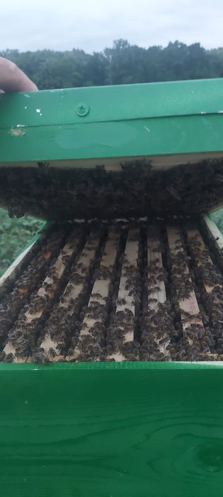 Matci regine carpatin F1 Bio