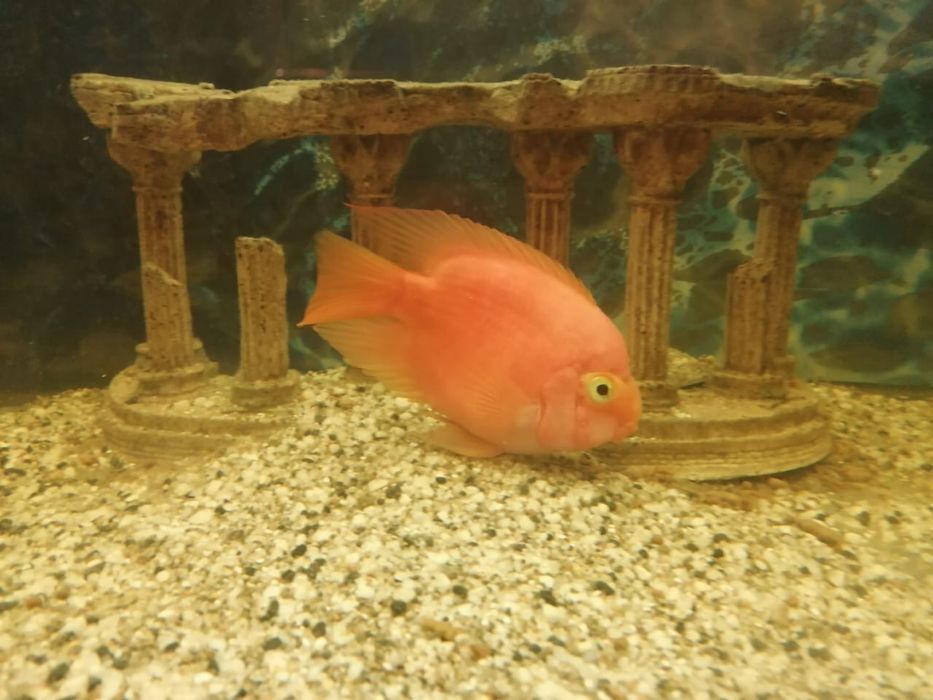 Продам аквариум