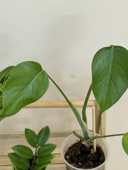 Набор из 6 цветов