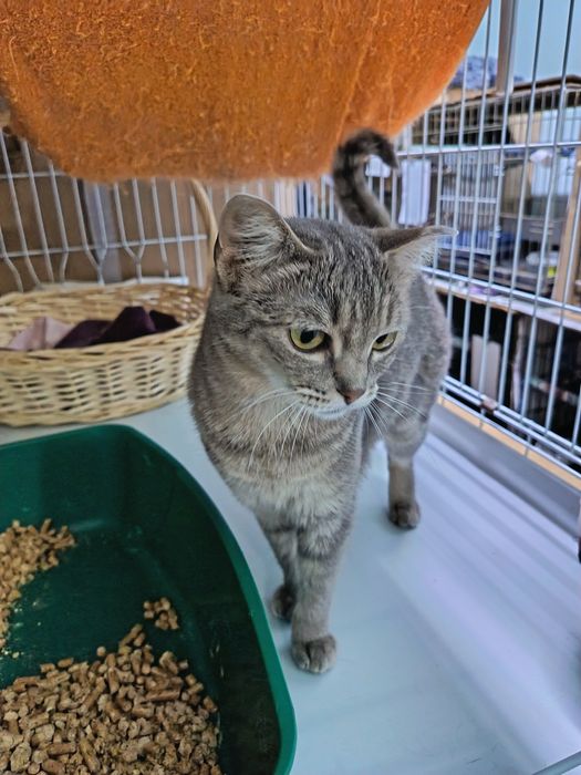 Отдам в добрые руки