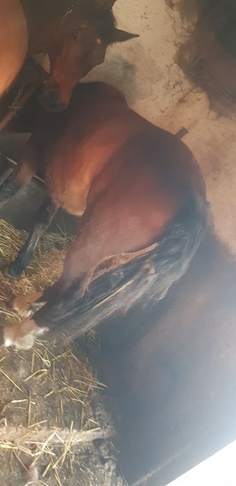 Женско конче и кобила