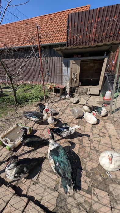 Vând ouă de rate mute pentru incubat