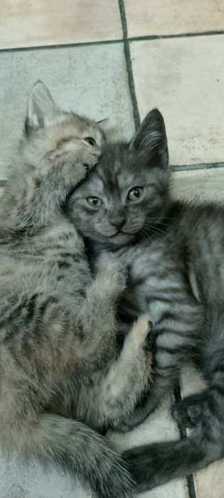 Отдам котят в хорошие руки