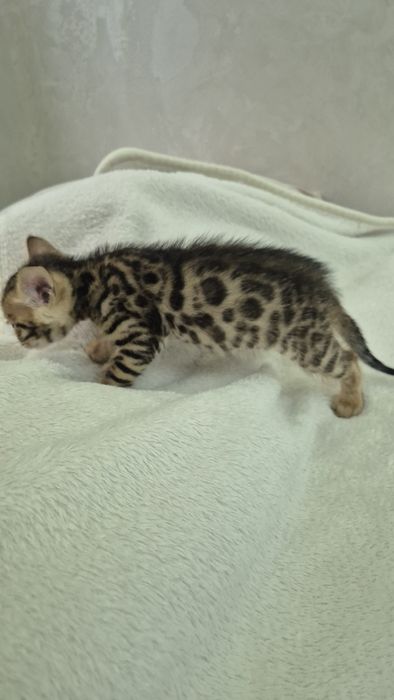 Бенгальские котята