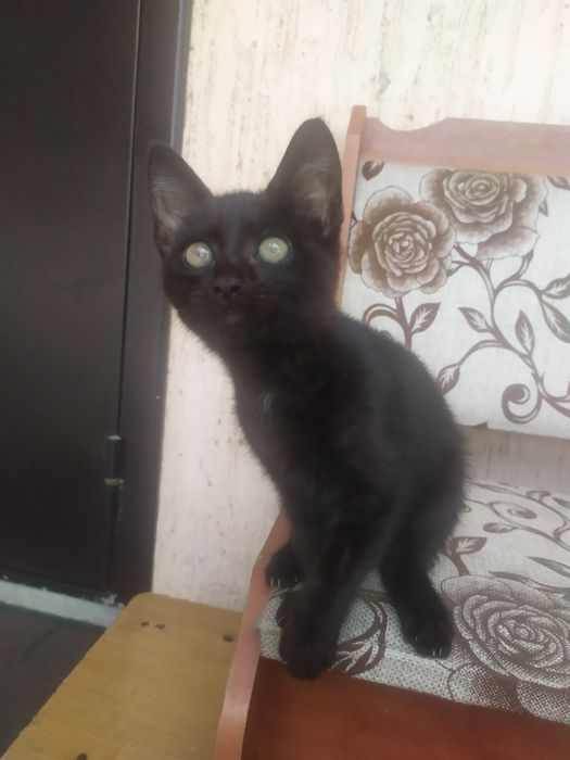 Котенок ищет дом