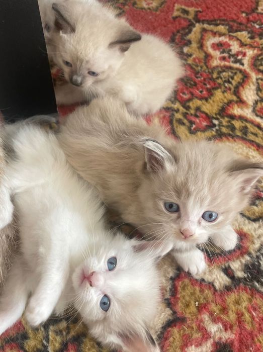 Котята невской  маскарадной