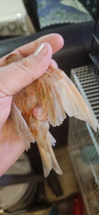 Канарейка нарлар.