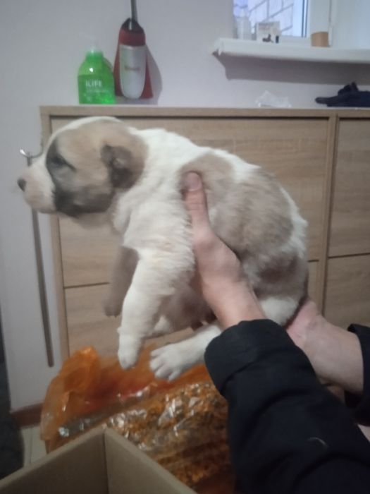 Алабай, щенок 1 мес