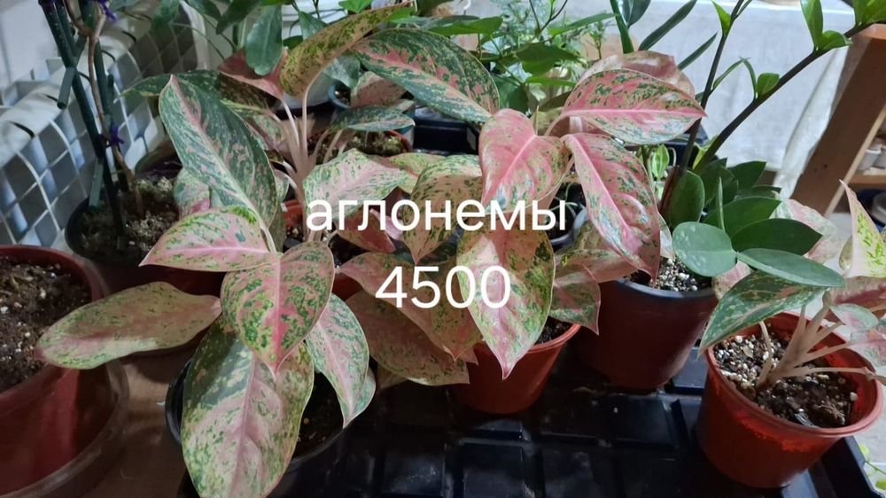 Комнатные растения домашние