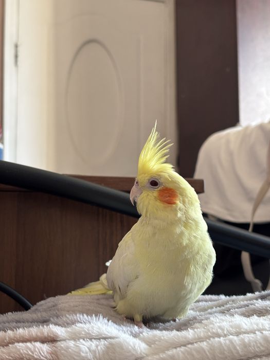 попугай корэлла