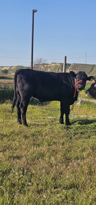 Vand vitică rasă angus