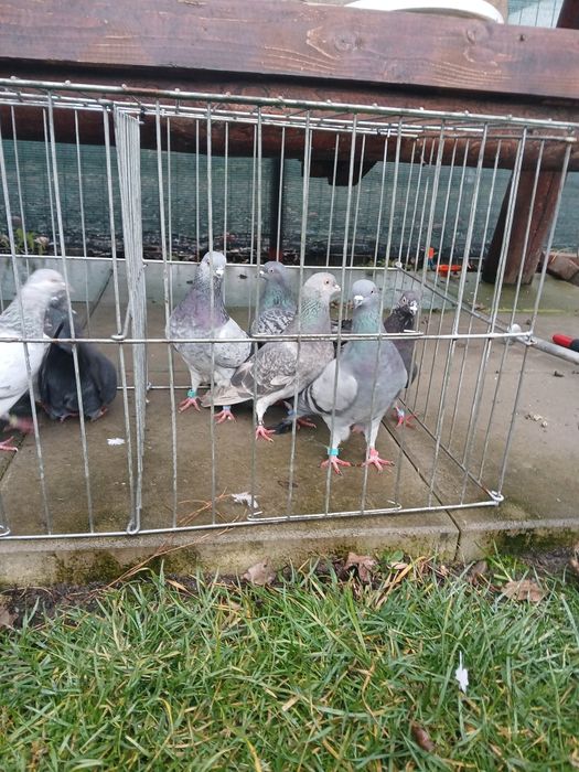 Porumbei tipleri englez