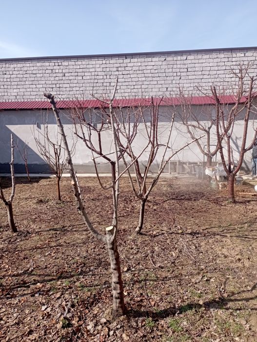 Bogbon agranom dorilash shira qurtga