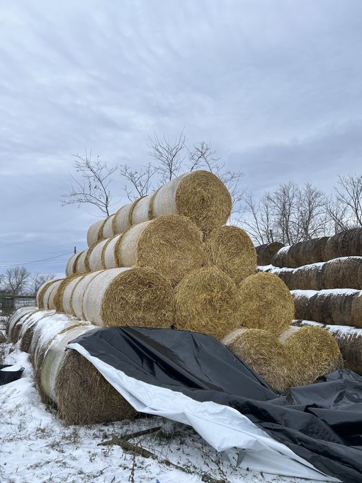 Vand baloti lucernă și paie orz