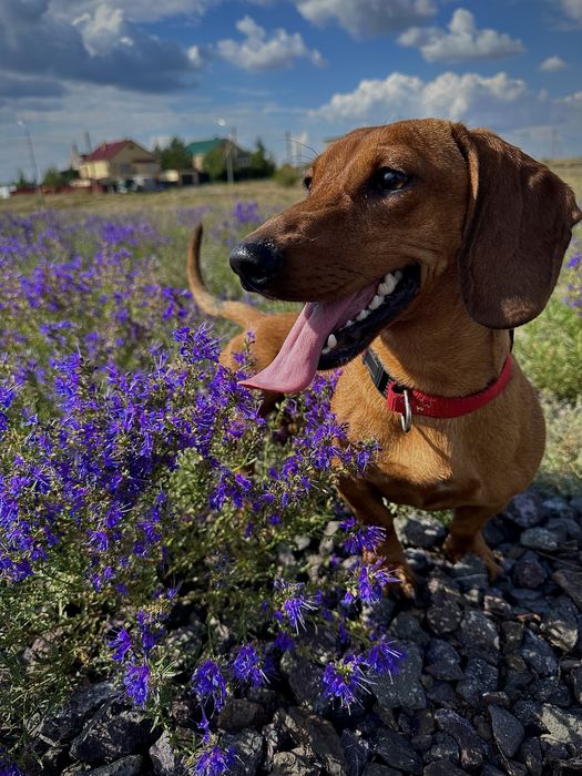 Случка, вязка с таксой, мальчик ищет девочку
