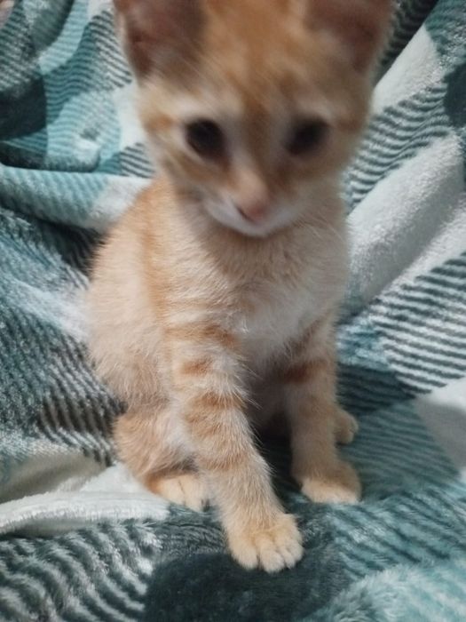 Отдам котенка даром
