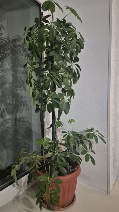 Продам домашние цветы