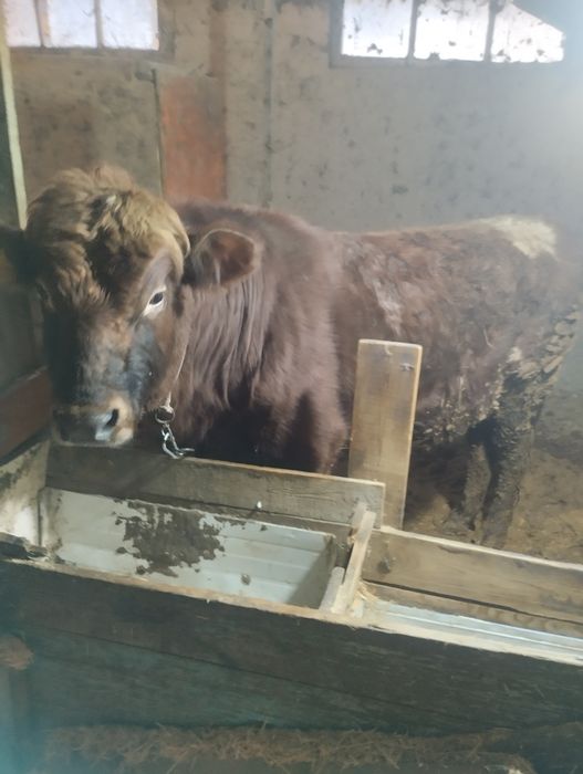 Бұқа сатылады 3 жасар