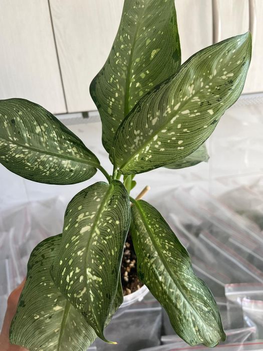 Комнатные растения