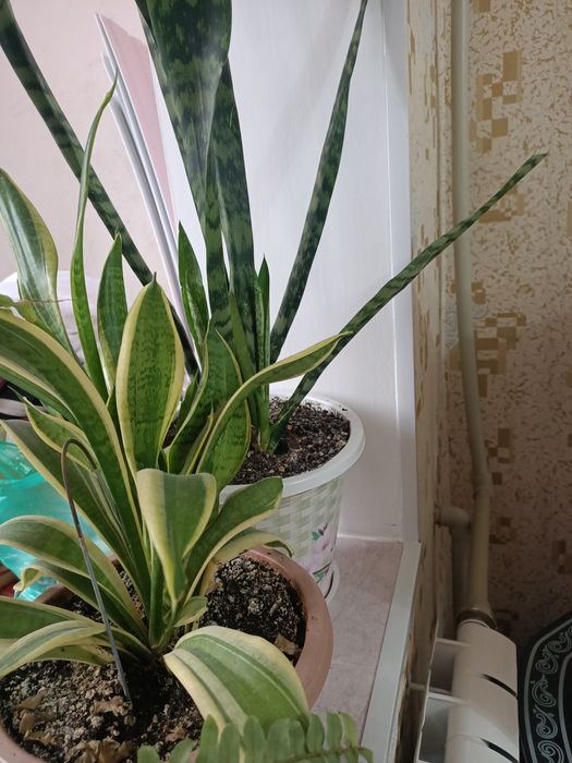 Комнатные растения