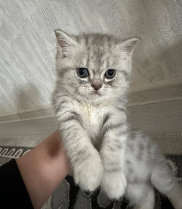 Чистая порода шотландская вислоуха Пол : мальчик