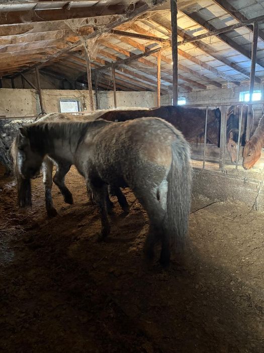 Соғым тай бие байтал құнан дөнен