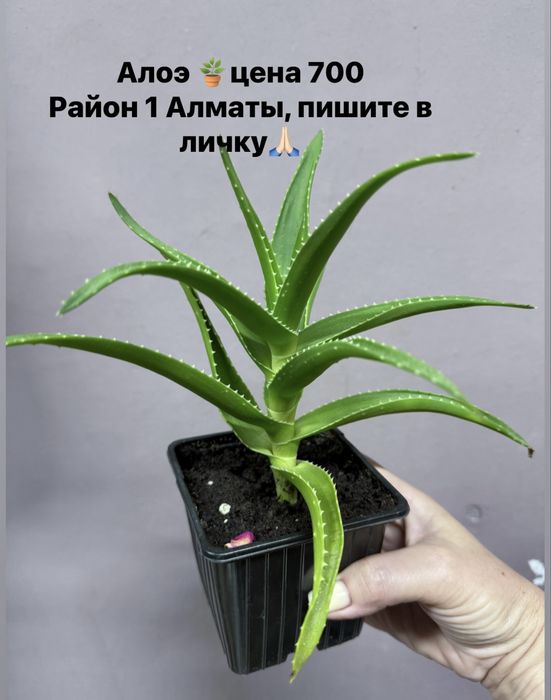 Продам аглаонемы, филодендрум