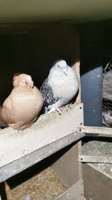 Porumbei diverse rase
