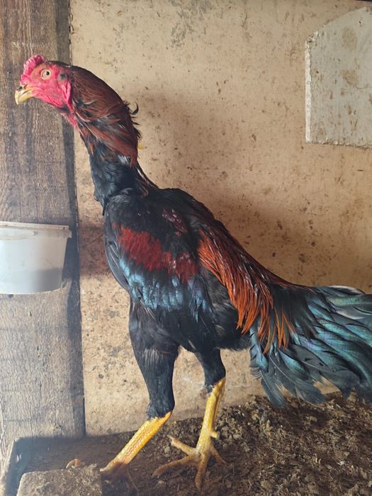 Дакан шөже дакан