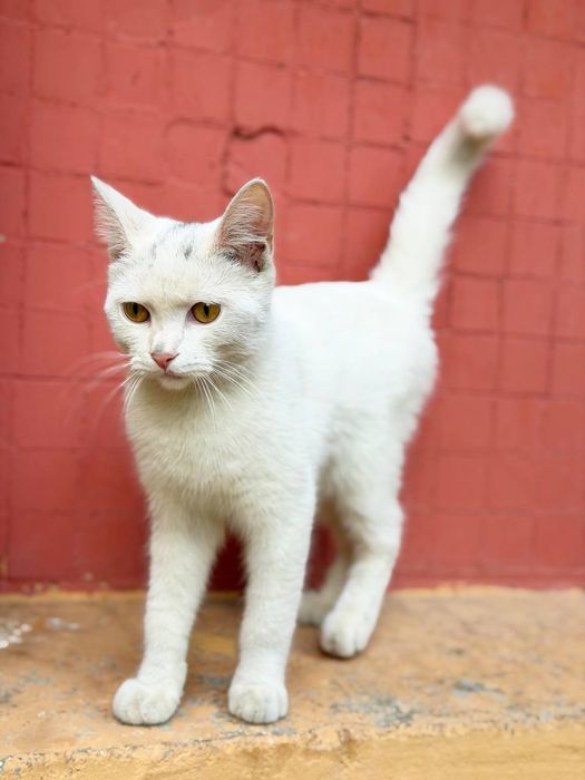 Отдадим котенка в хорошие руки