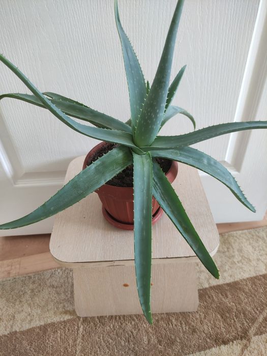 Алоэ лечебное  2500