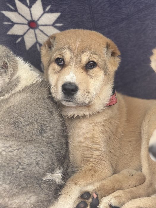 Щенки Алабай тобета