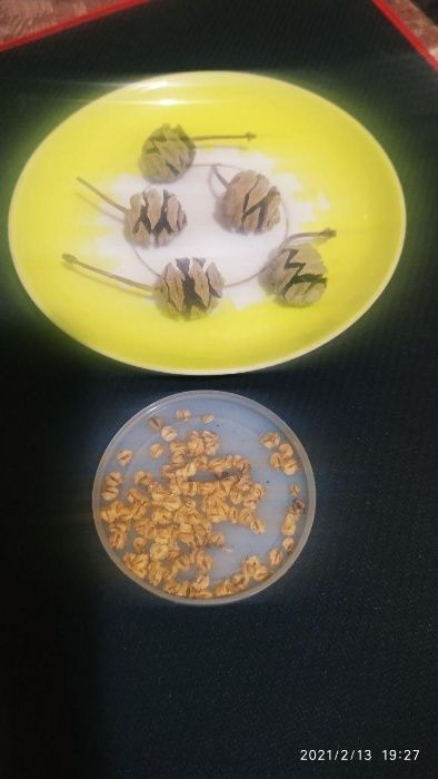 Метасеквойя в Узбекистане