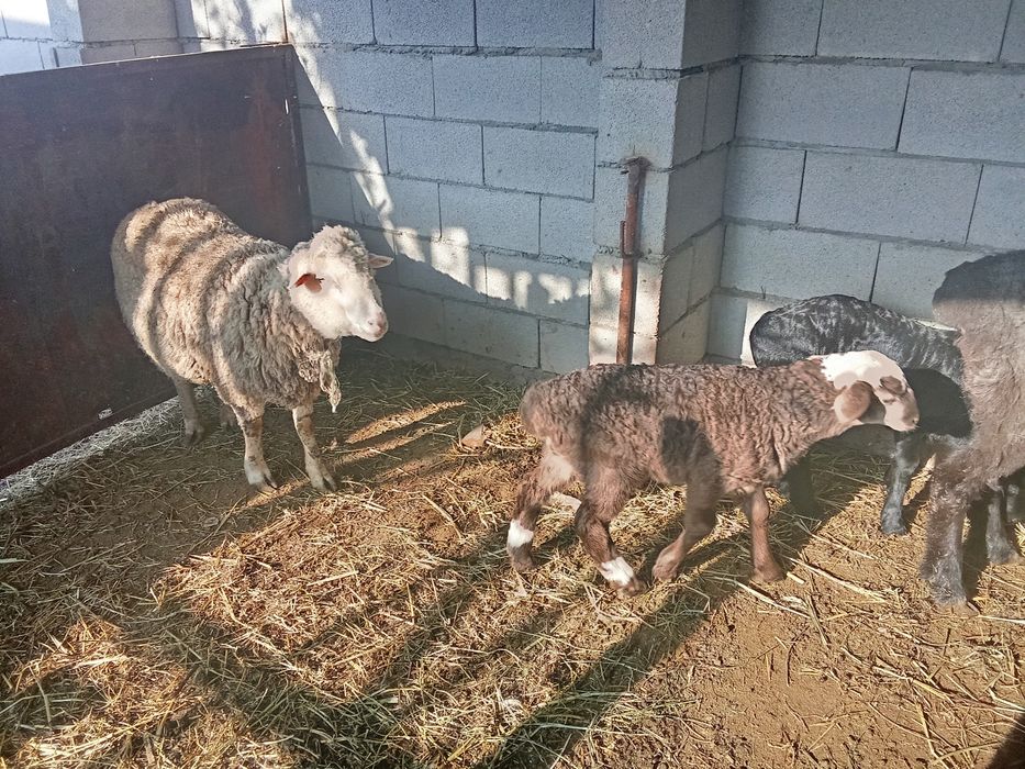 Козылы койлар козылар